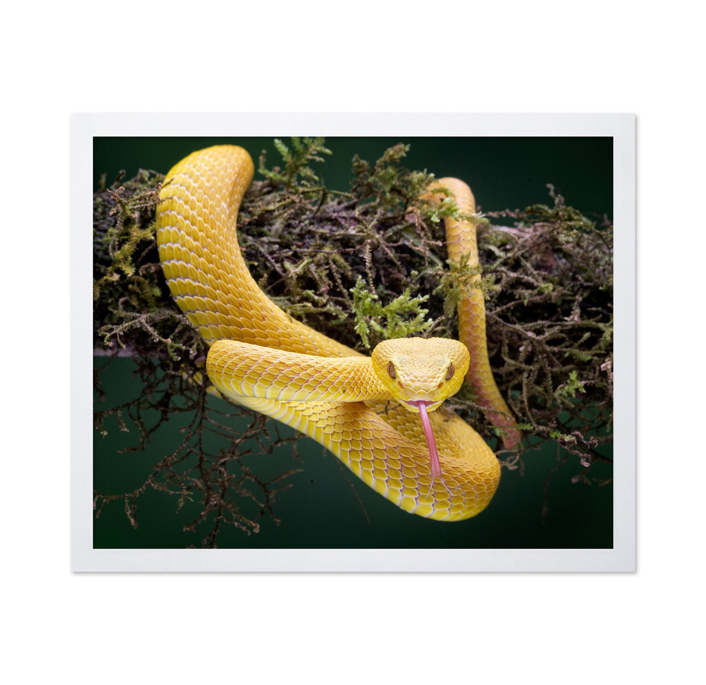 Yellow Viper