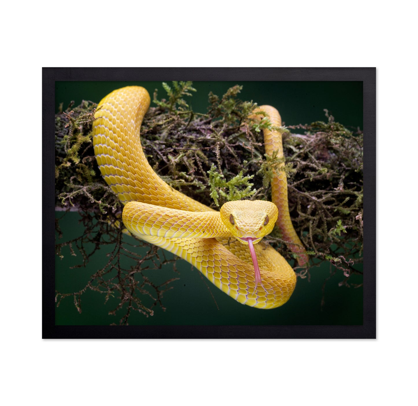 Yellow Viper