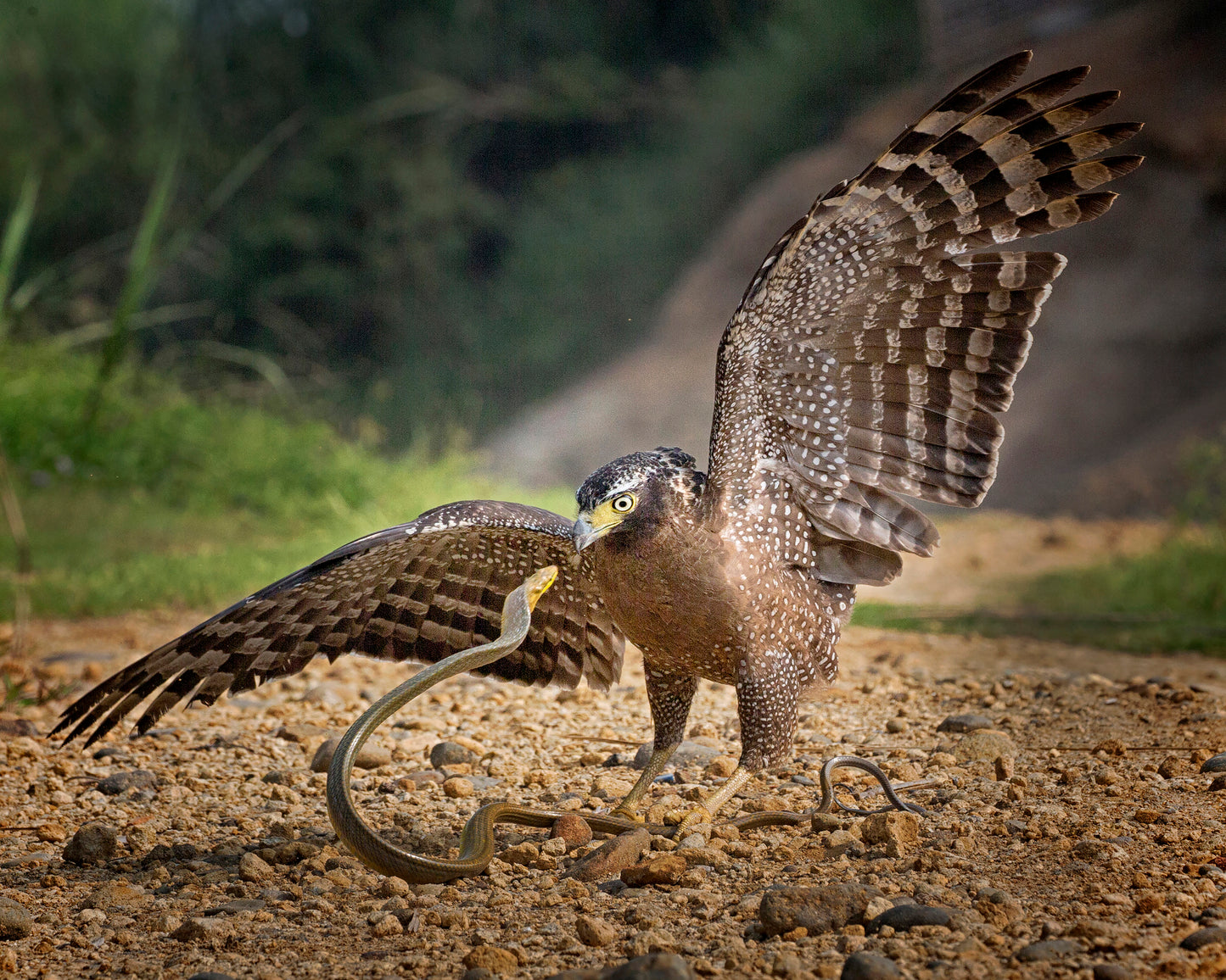 Crested Serpent Eagle