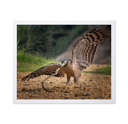 Crested Serpent Eagle