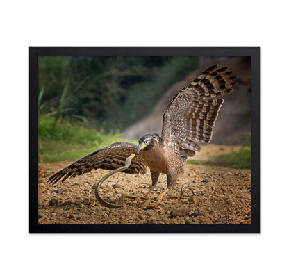 Crested Serpent Eagle