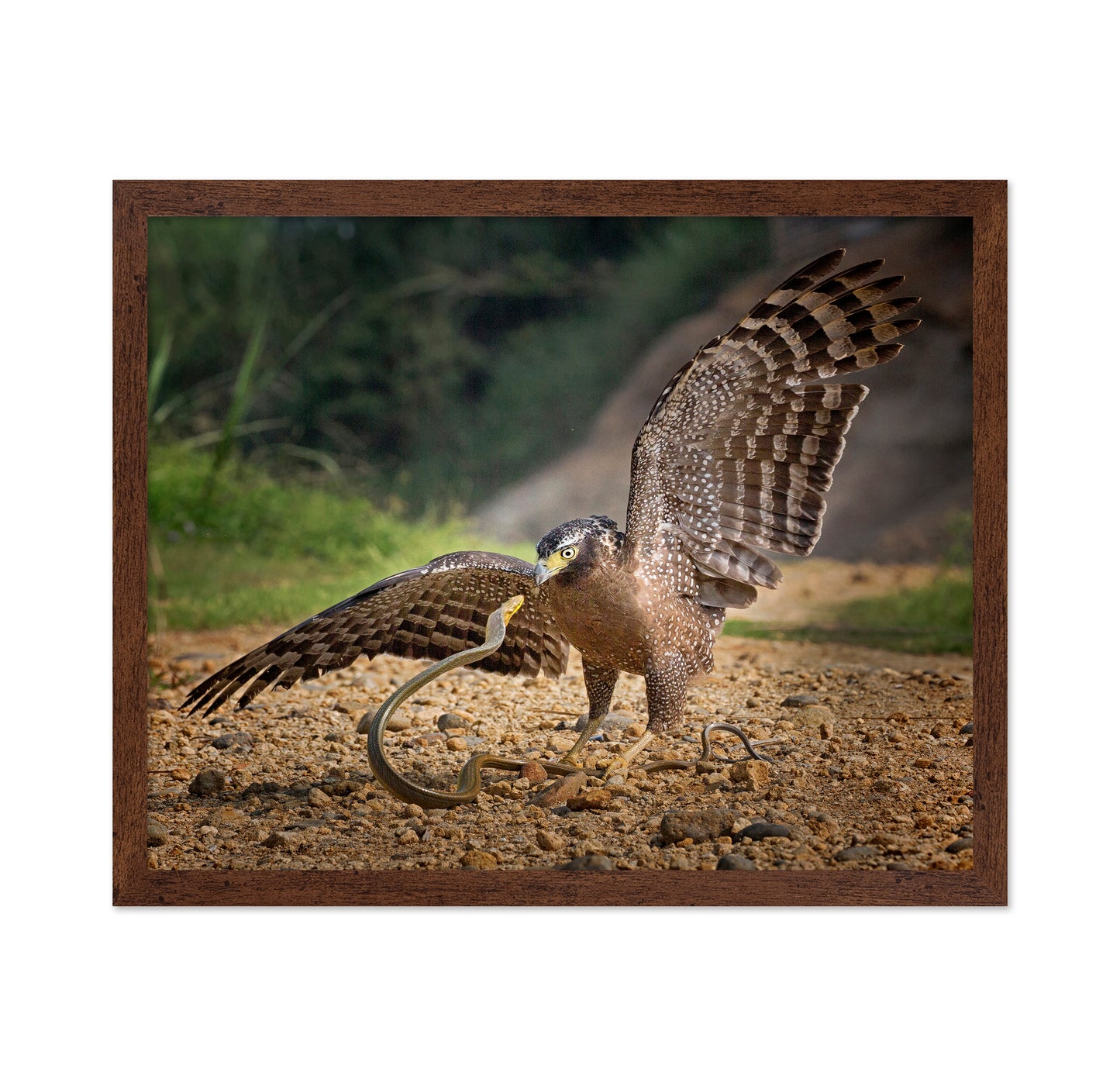 Crested Serpent Eagle