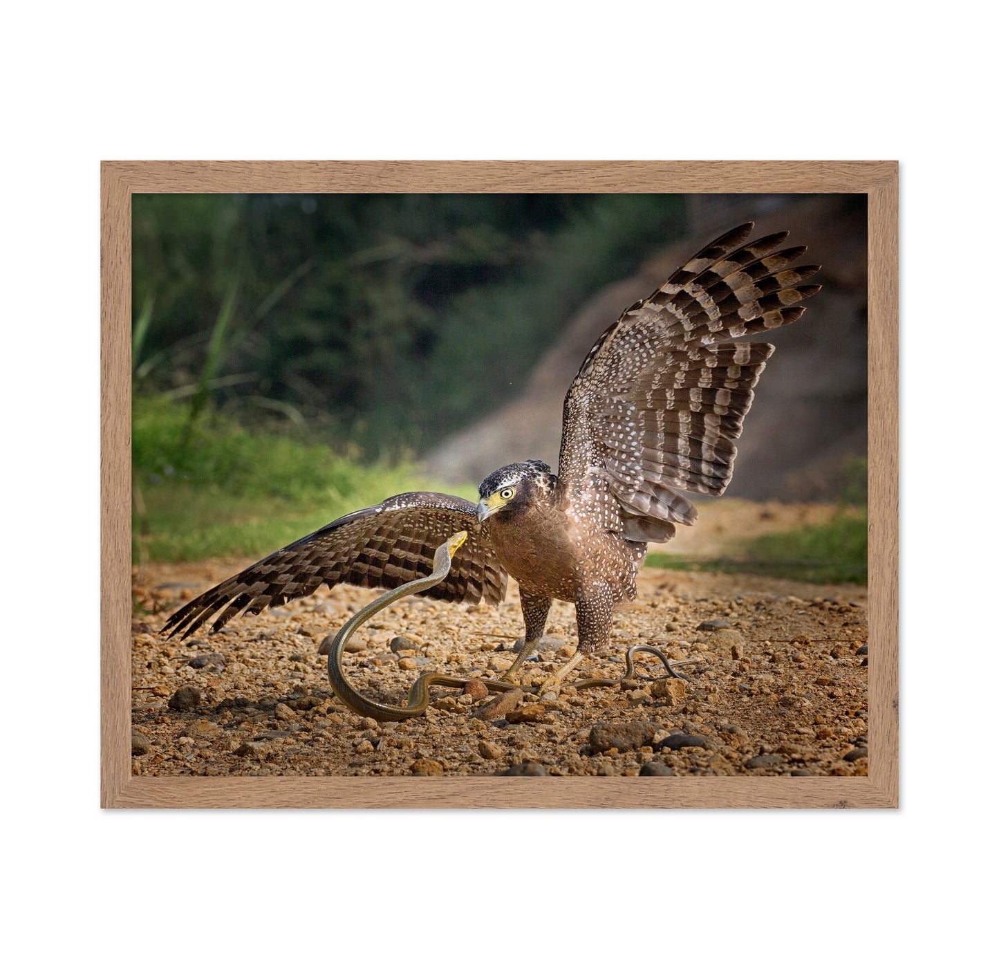 Crested Serpent Eagle