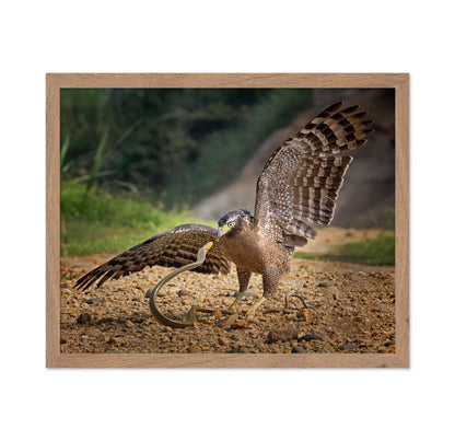 Crested Serpent Eagle