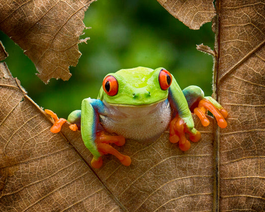 Red-Eyed Tree Frog