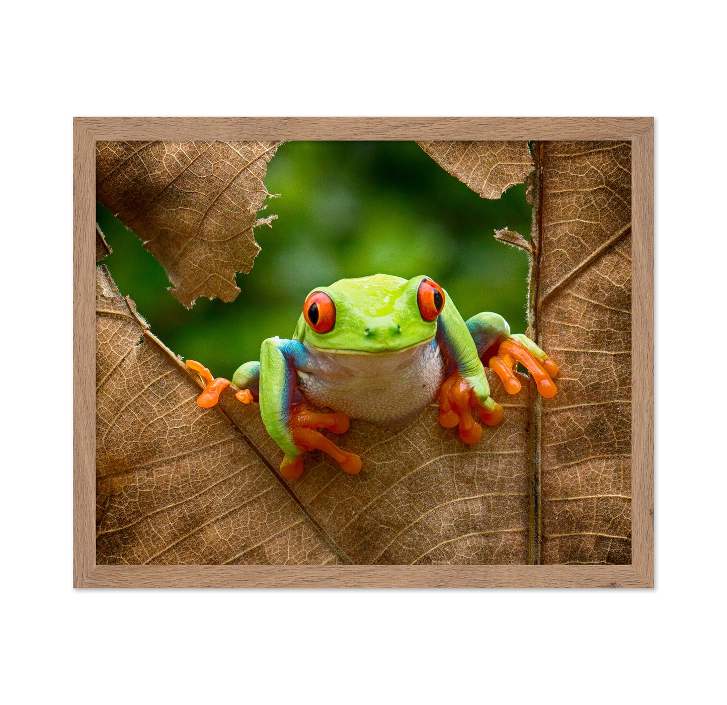 Red-Eyed Tree Frog