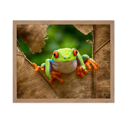 Red-Eyed Tree Frog