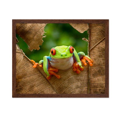 Red-Eyed Tree Frog