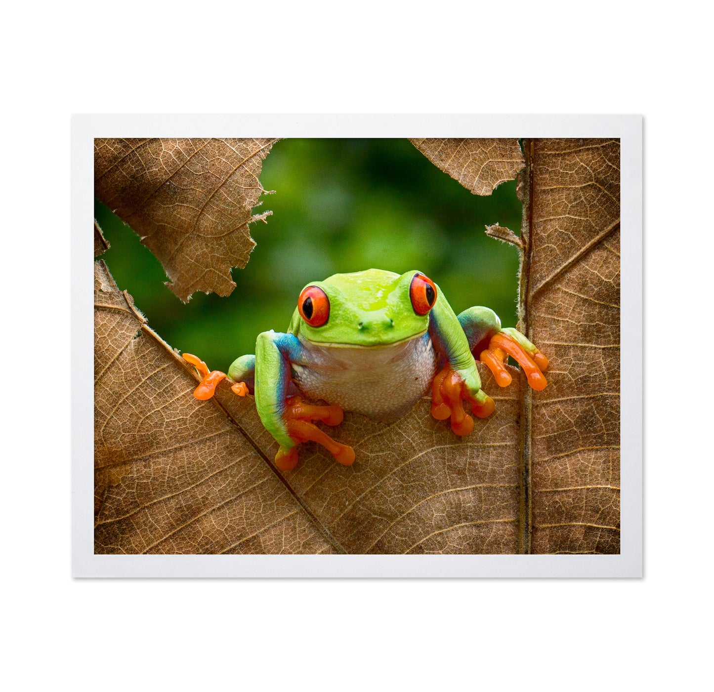 Red-Eyed Tree Frog