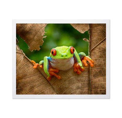Red-Eyed Tree Frog