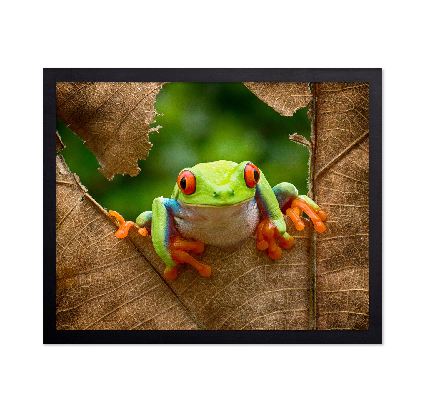 Red-Eyed Tree Frog