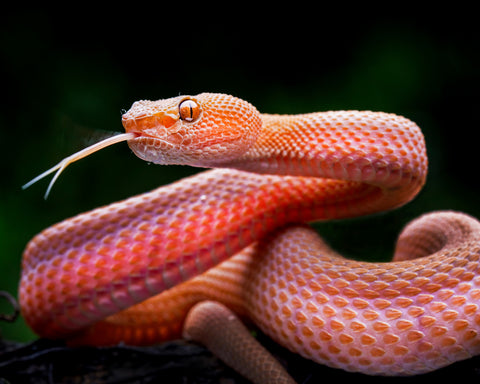 Mangrove Pit Viper