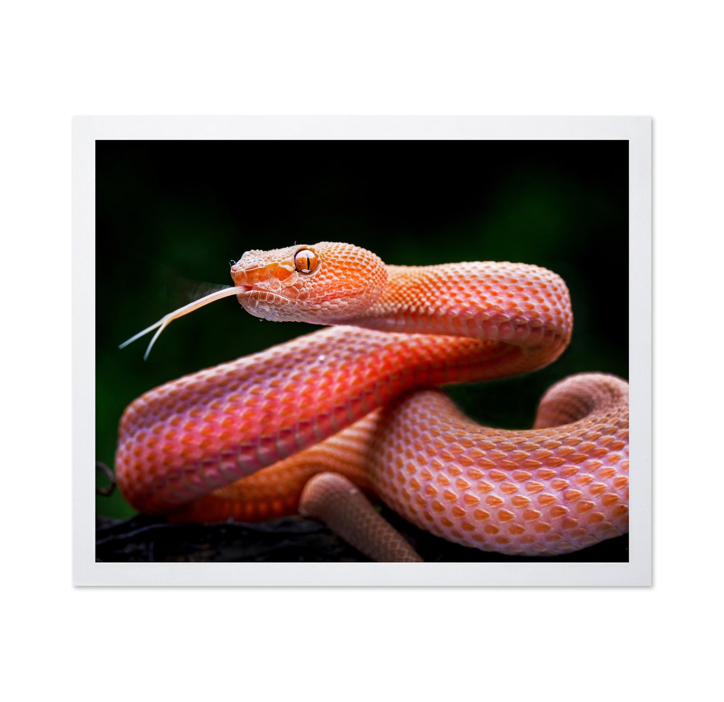 Mangrove Pit Viper