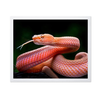 Mangrove Pit Viper