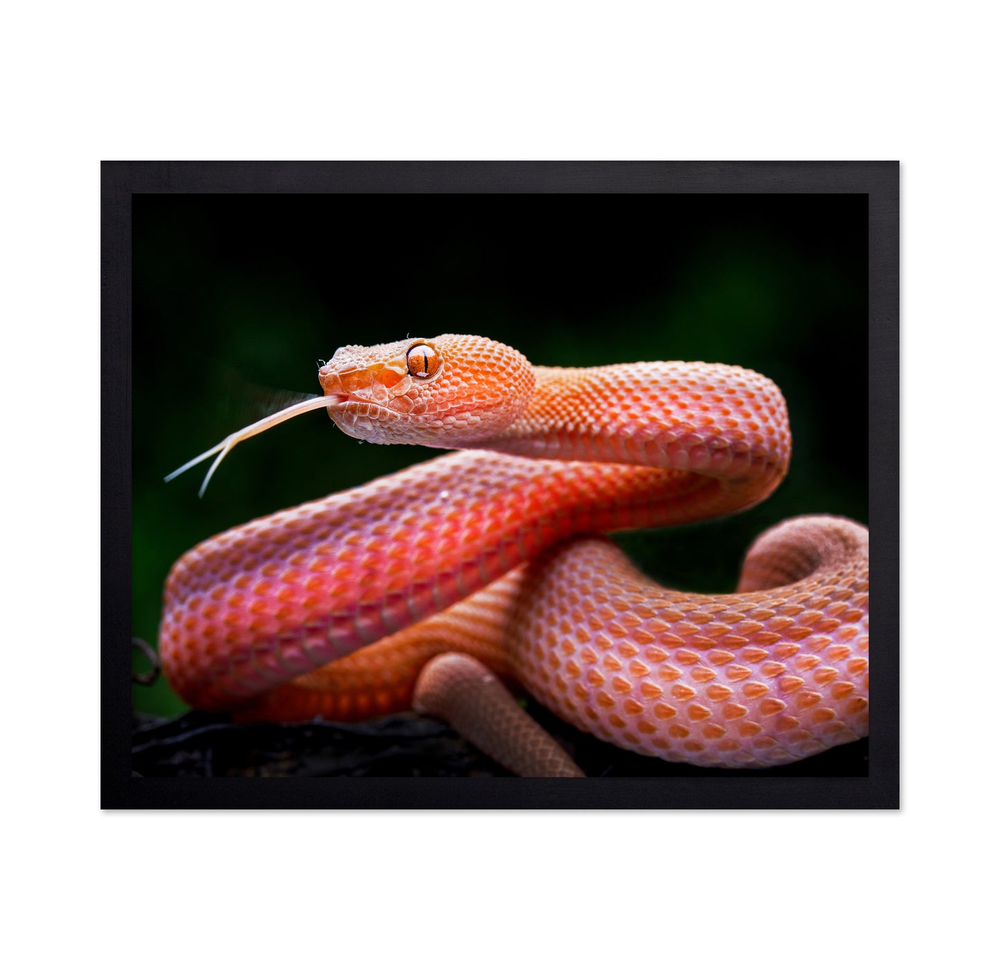 Mangrove Pit Viper