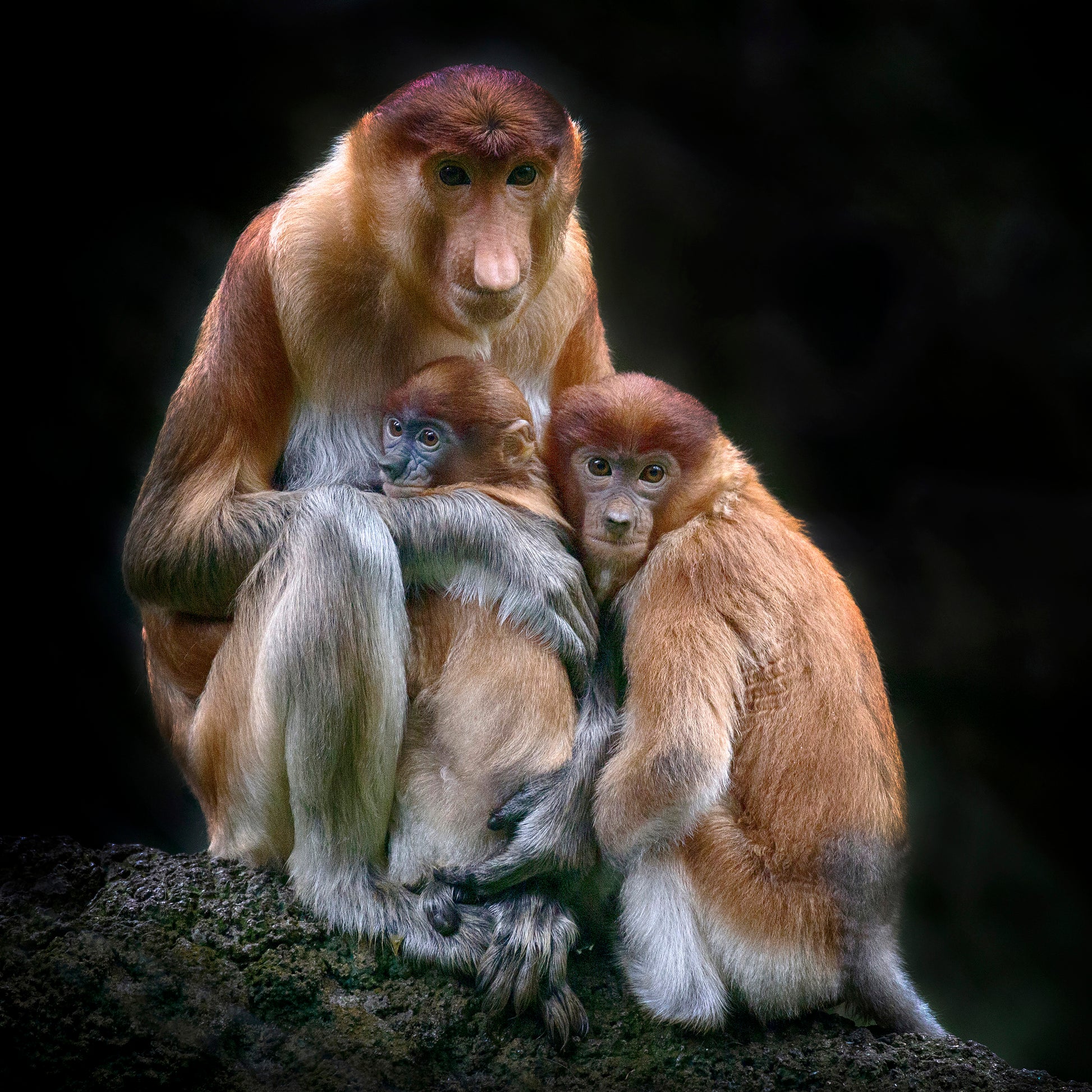 Proboscis Monkeys
