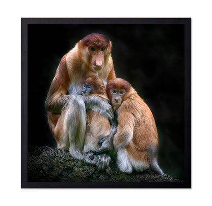 Proboscis Monkeys