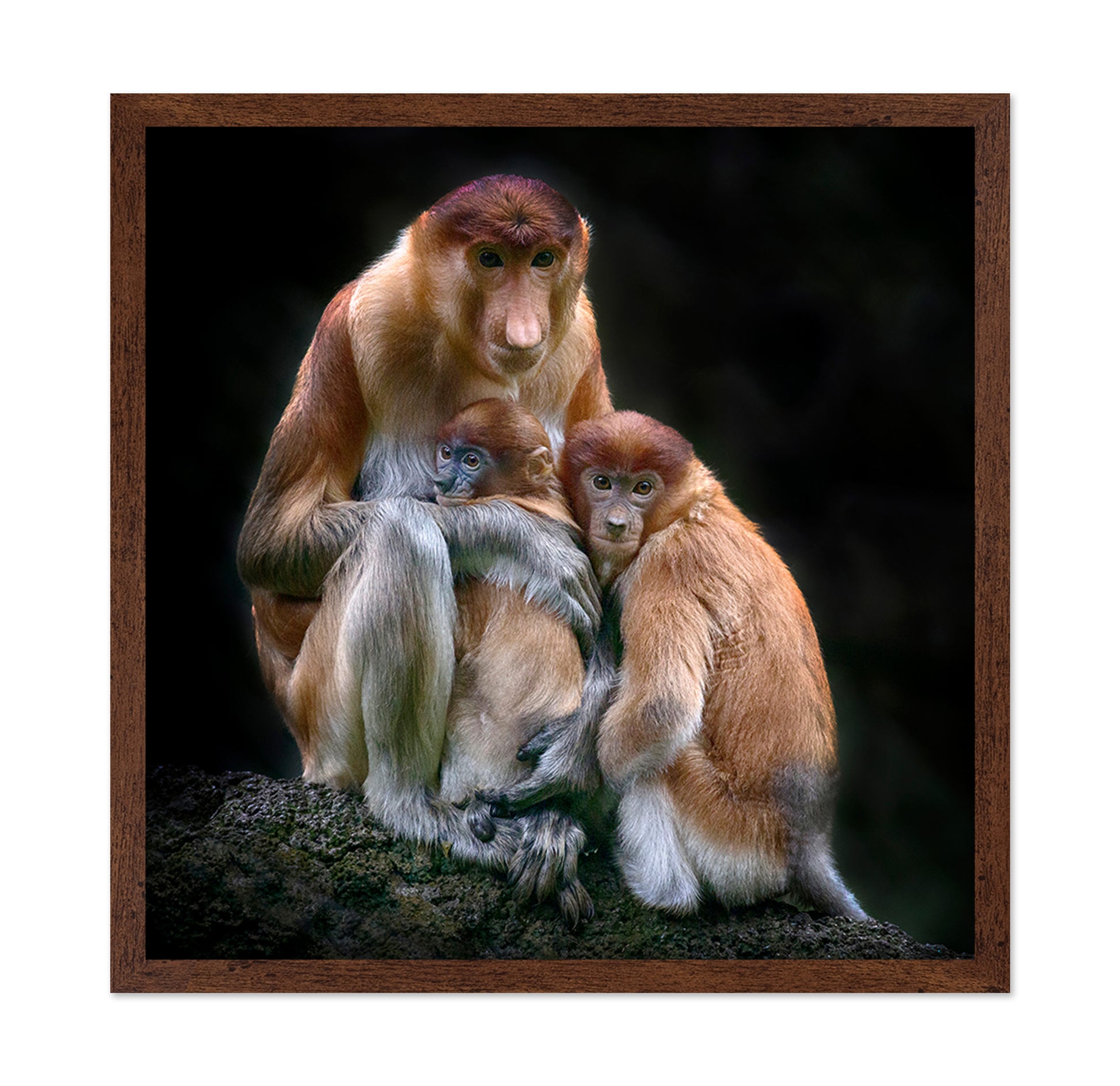 Proboscis Monkeys