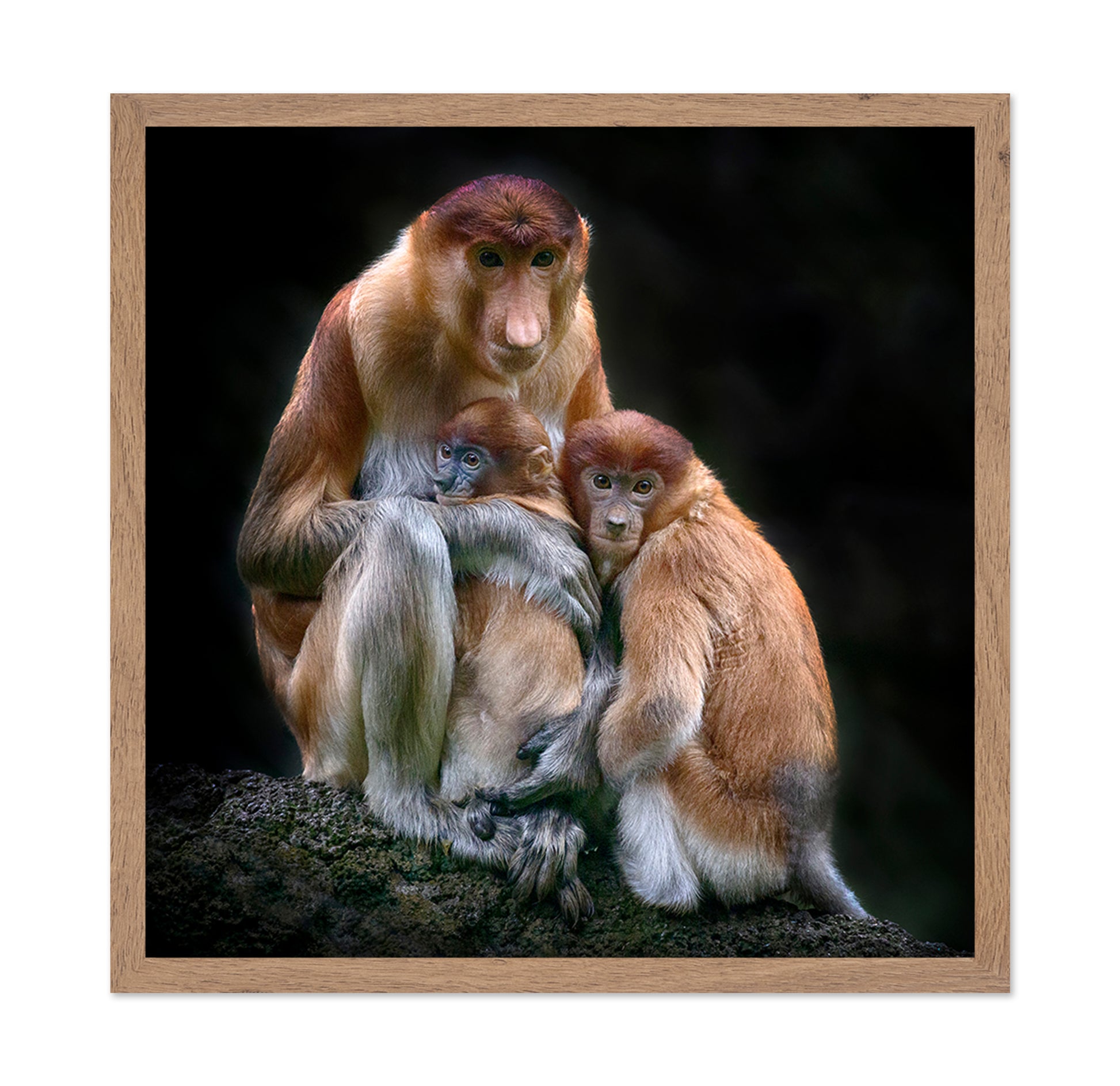 Proboscis Monkeys