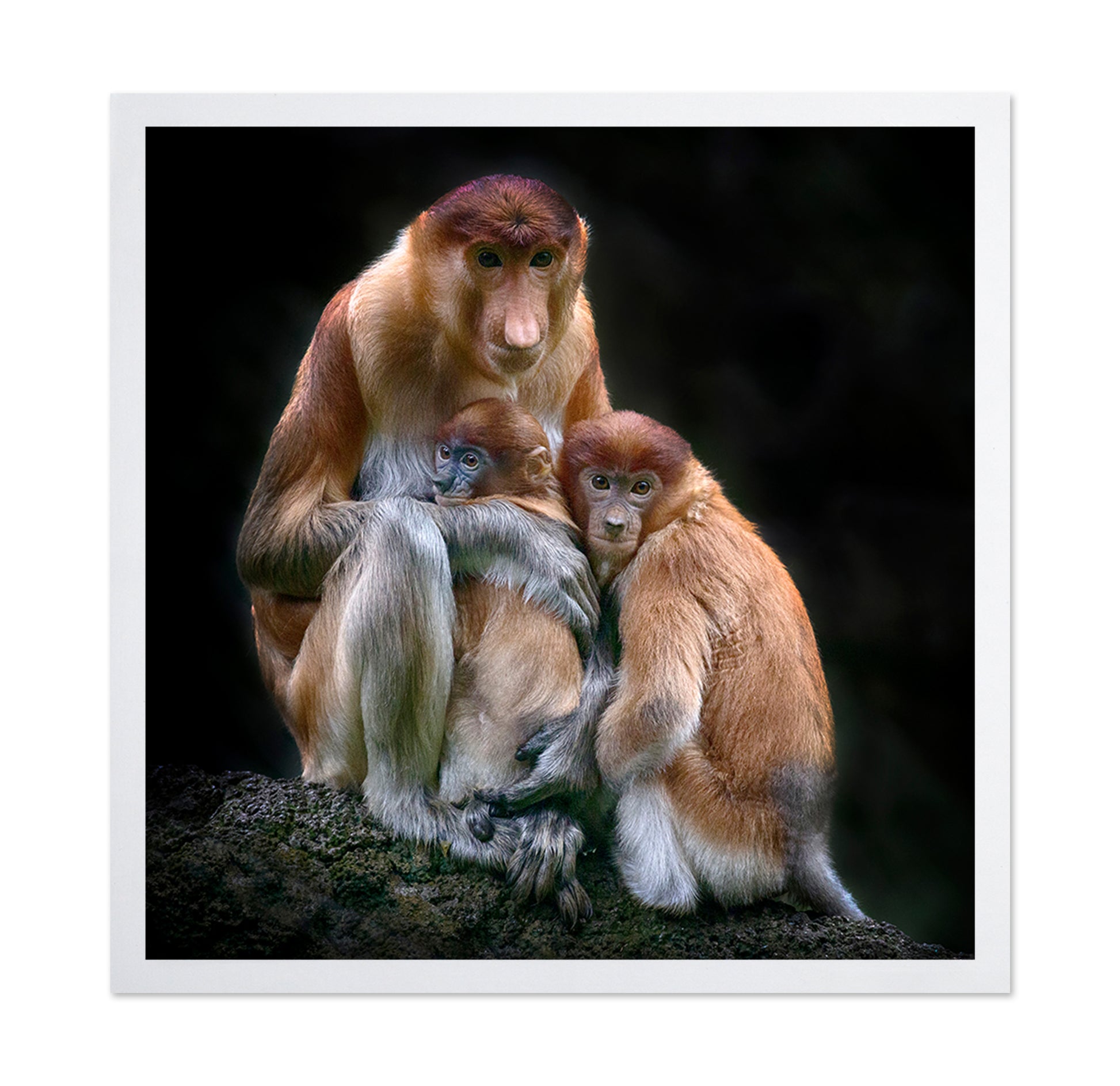 Proboscis Monkeys