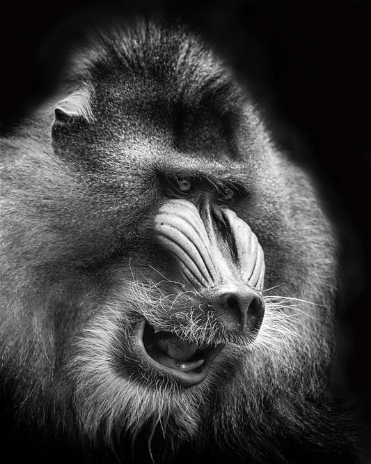 Mandrill