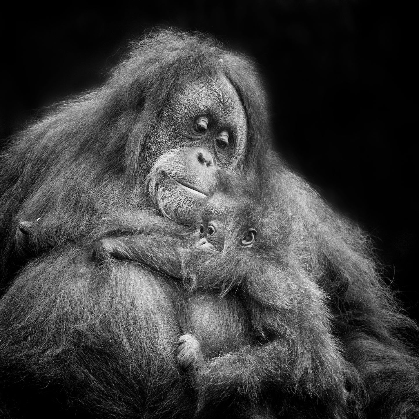 Mother's Love No1