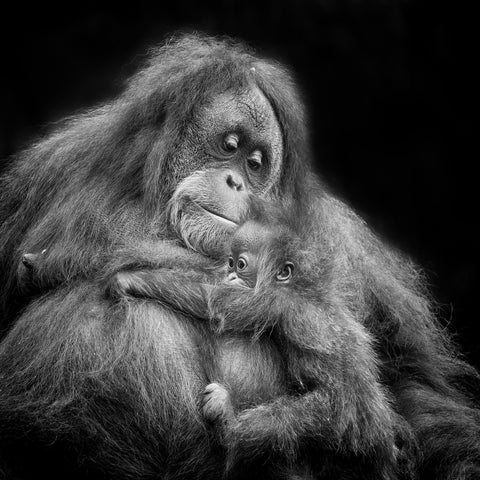 Mother's Love No1