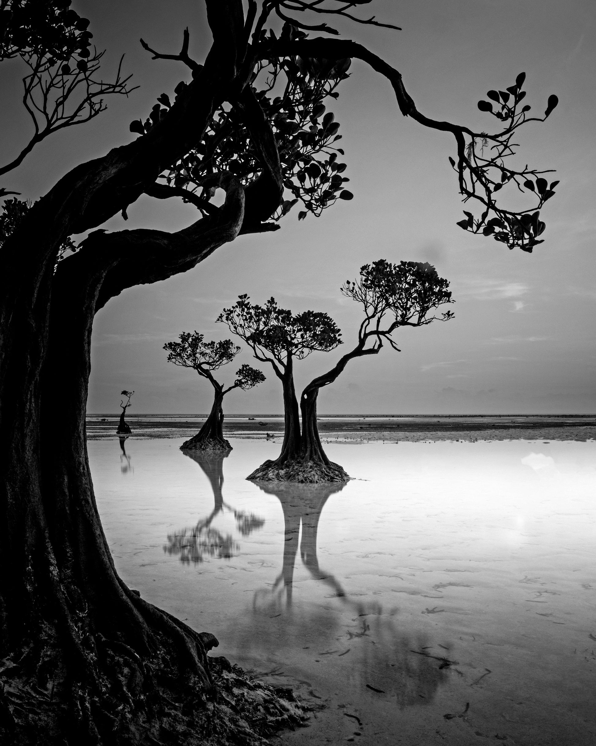 Dancing Trees
