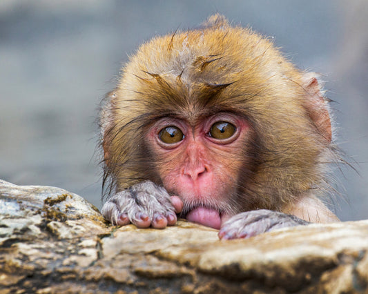 Shy Little Snow Monkey