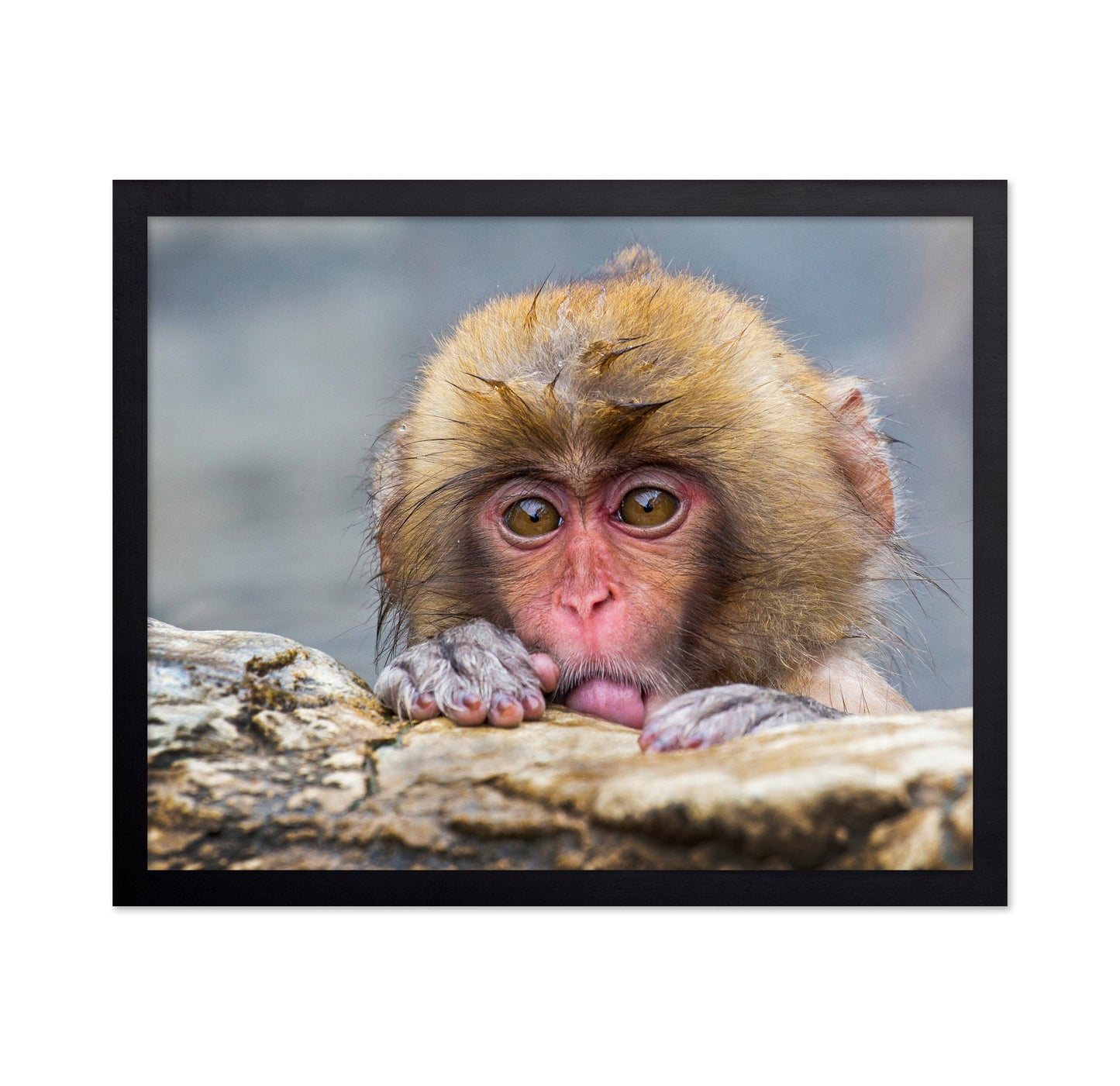 Shy Little Snow Monkey