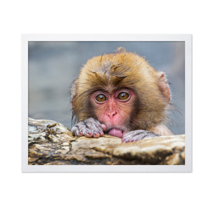 Shy Little Snow Monkey