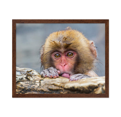 Shy Little Snow Monkey