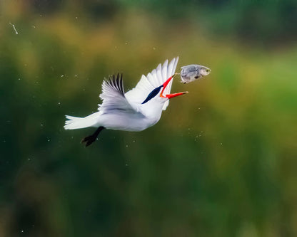 Caspian Tern