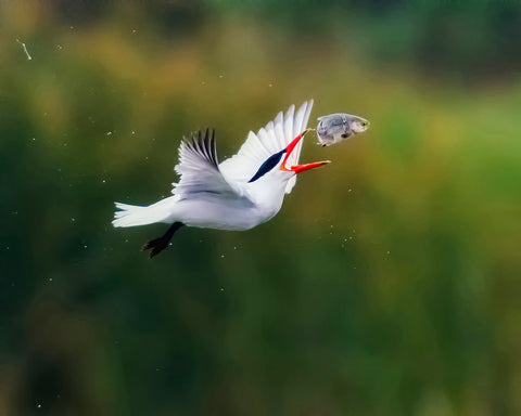 Caspian Tern