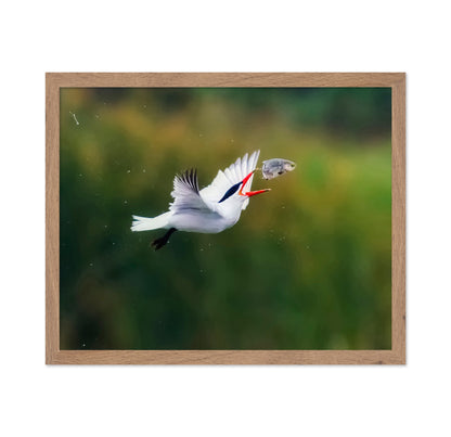 Caspian Tern