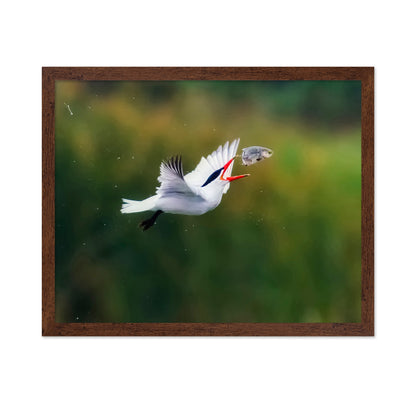 Caspian Tern