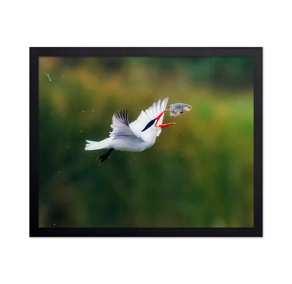 Caspian Tern