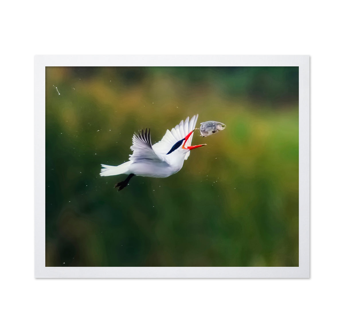 Caspian Tern