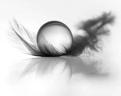 Feather Still Life