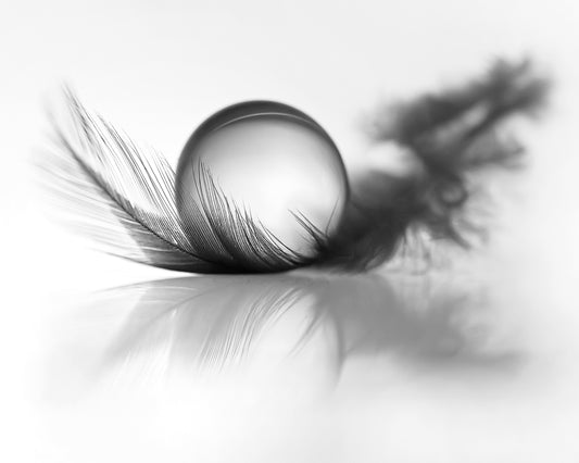Feather Still Life