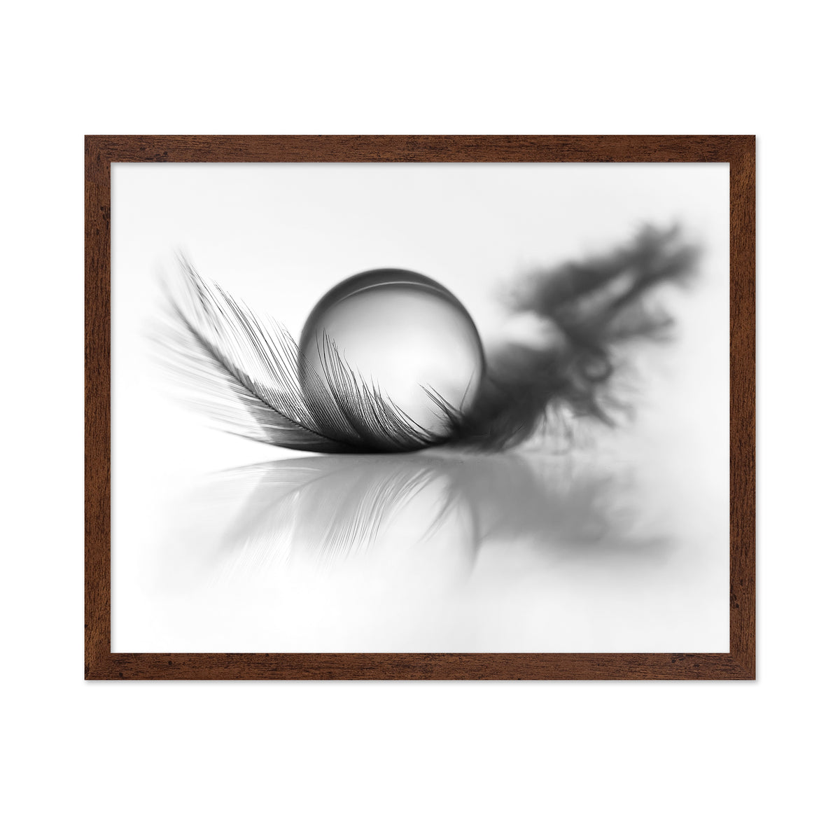 Feather Still Life