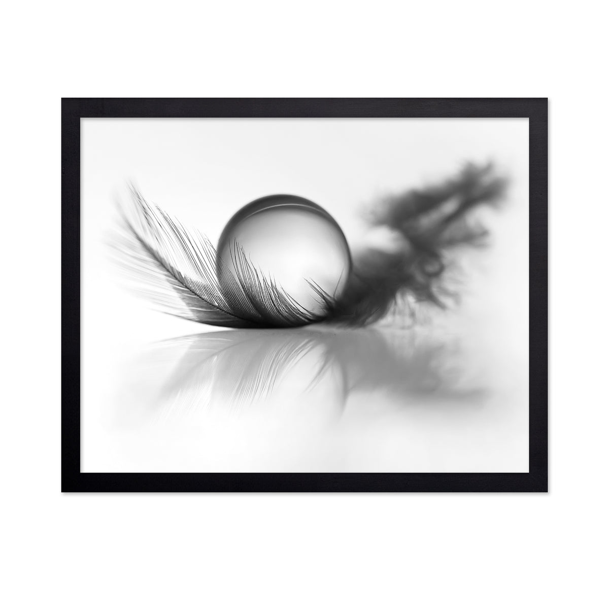 Feather Still Life