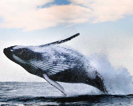Humpback Breaching
