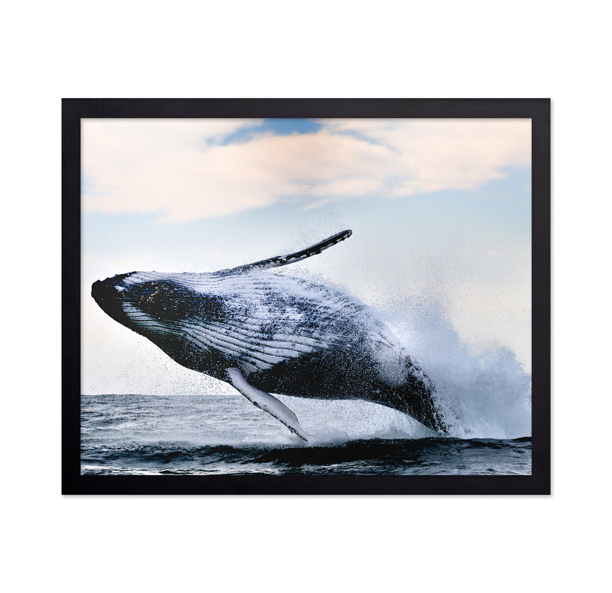 Humpback Breaching