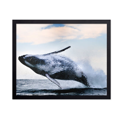 Humpback Breaching