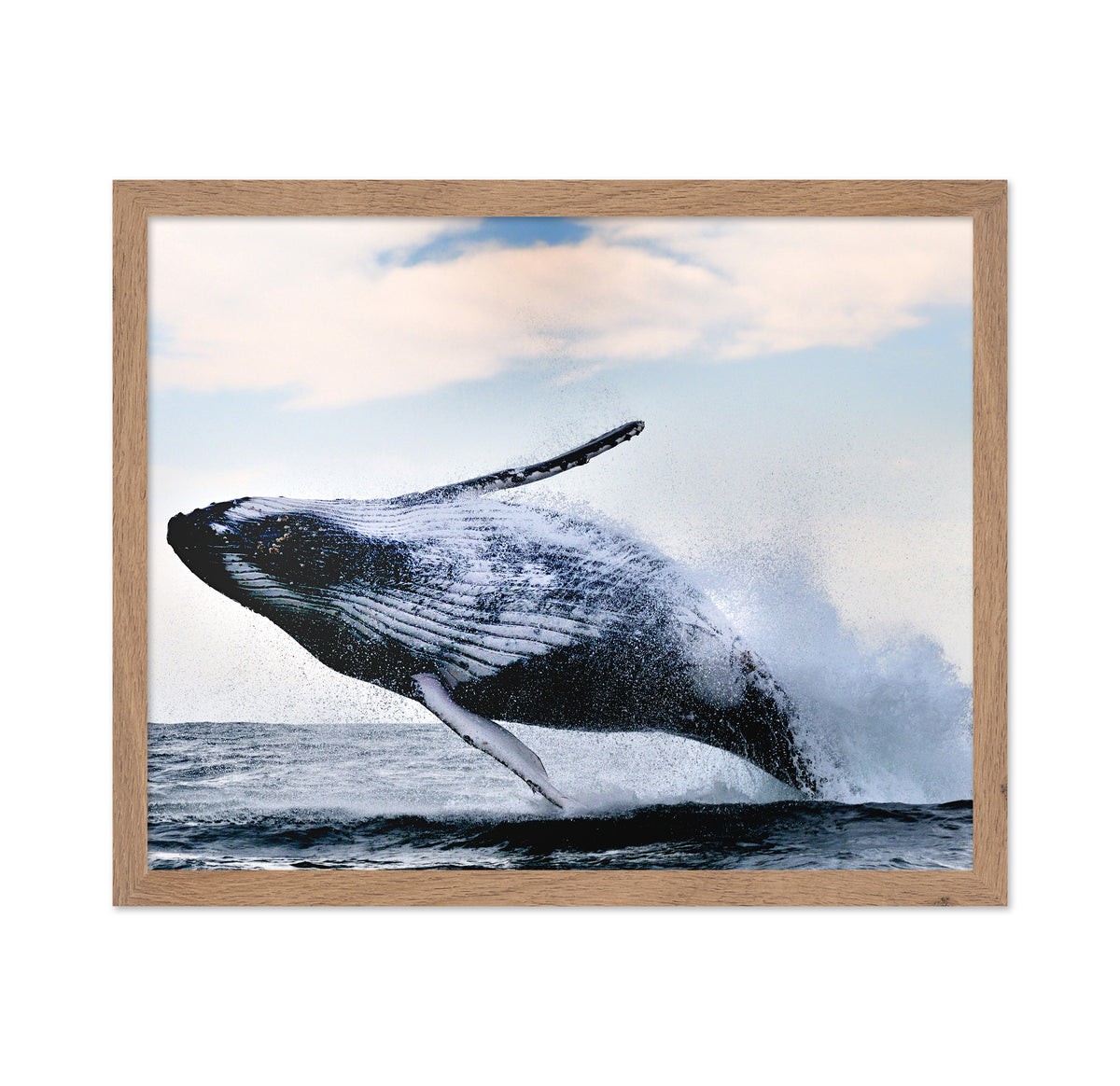 Humpback Breaching