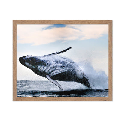 Humpback Breaching