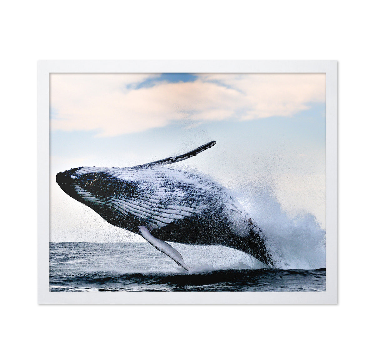 Humpback Breaching