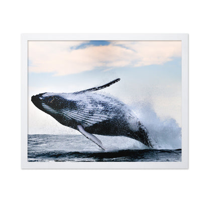Humpback Breaching