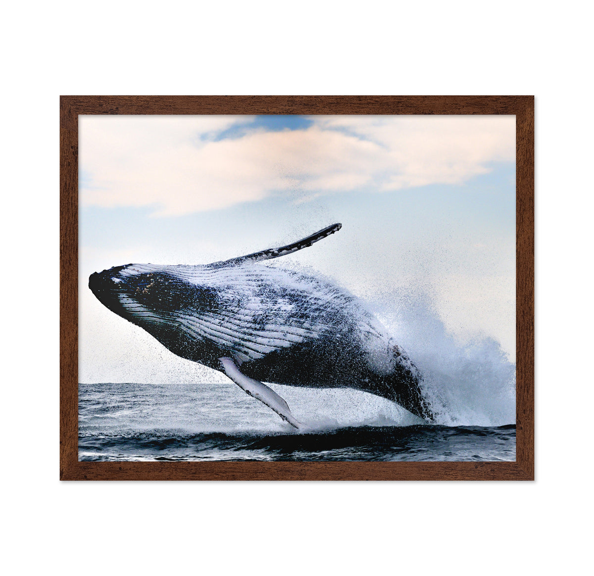 Humpback Breaching